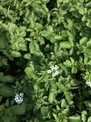 Nasturtium officinale
