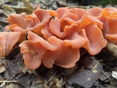 Guepinia helvelloides
