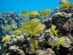 Haemulon flavolineatum