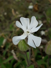 Silene latifolia alba
