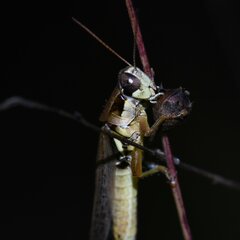 Paroxya