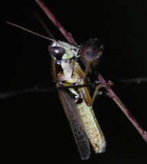 Paroxya