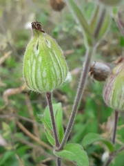 Silene latifolia alba