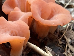 Guepinia helvelloides
