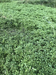 Nasturtium officinale