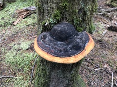Fomitopsis pinicola