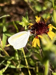 Eurema daira