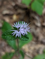 Elephantopus tomentosus