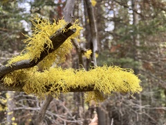 Letharia vulpina