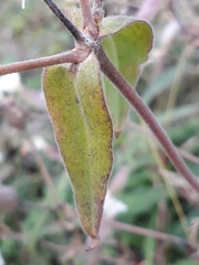 Silene latifolia alba