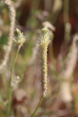 Ptilotus polystachyus