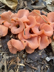 Guepinia helvelloides