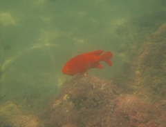 Hypsypops rubicundus