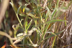 Ptilotus polystachyus