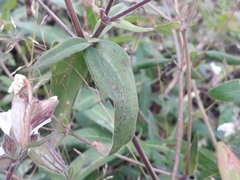 Silene latifolia alba