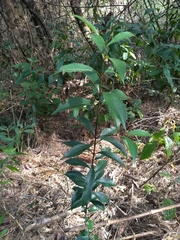 Angiospermae