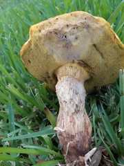 Pulchroboletus rubricitrinus