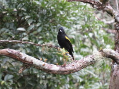 Cacicus chrysopterus