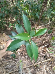 Angiospermae