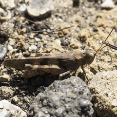 Trimerotropis fontana
