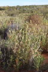 Ptilotus polystachyus