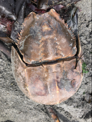 Limulus polyphemus