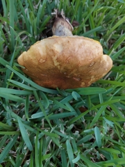 Pulchroboletus rubricitrinus