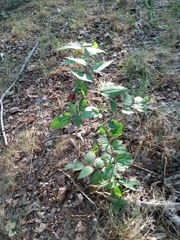 Celtis tenuifolia