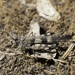 Trimerotropis fontana