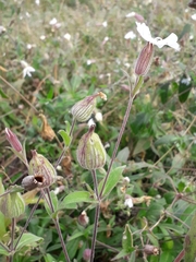 Silene latifolia alba