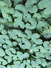 Asarum canadense