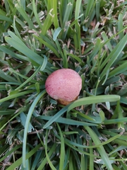 Pulchroboletus rubricitrinus