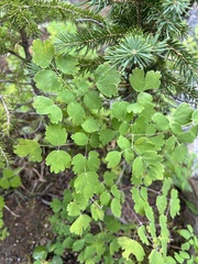 Thalictrum occidentale