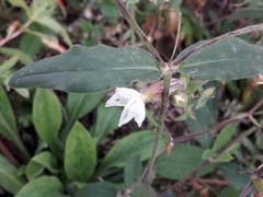 Silene latifolia alba