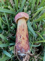 Pulchroboletus rubricitrinus