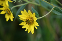 Helianthus giganteus