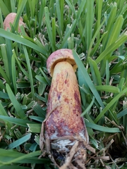 Pulchroboletus rubricitrinus