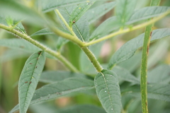 Helianthus giganteus