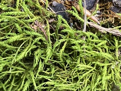 Pseudanomodon attenuatus