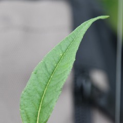 Helianthus giganteus