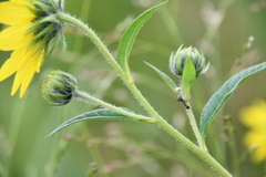 Helianthus giganteus