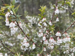 Styphelia setigera