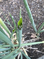 Spodoptera frugiperda