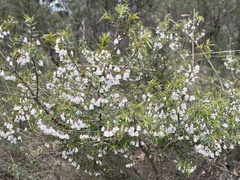 Styphelia setigera