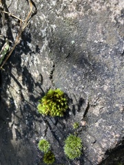 Schistidium apocarpum