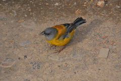 Phrygilus patagonicus