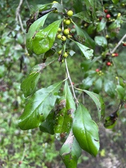 Ilex decidua