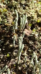 Cladonia floerkeana