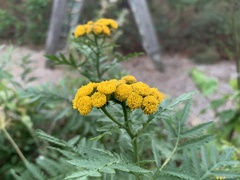 Tanacetum vulgare