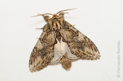 Peridea anceps